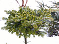 Abies veitchii 'Heddergott IMG_4771 Jodła Veitcha